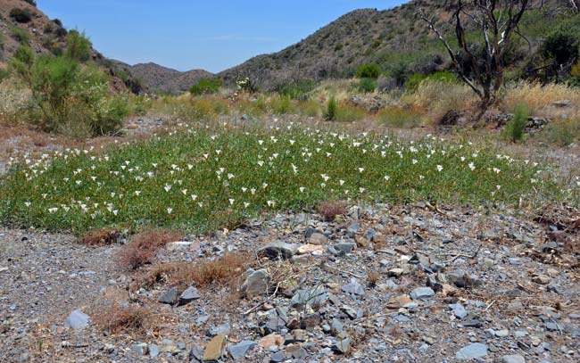 Calystegia longipes, Paiute False Bindweed, Southwest Desert Flora